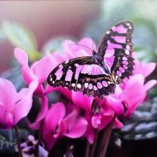 Esley Usher Fishing - Agua Mala