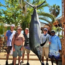 Captain Pollo profile photo