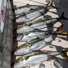 Mas Picudos Charters