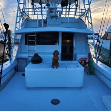 Highcotton fishing charters profile photo