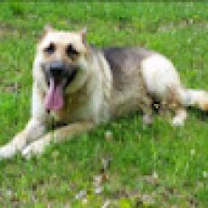 Dog's Life Sport Fishing