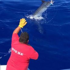 Bite Me Sportfishing profile photo