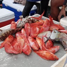 Mamode Chowtee profile photo