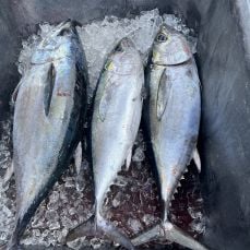 Big Buford Sportfishing profile photo